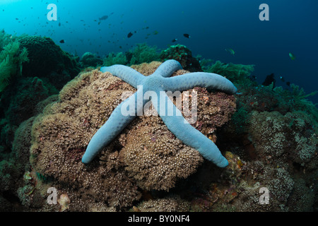 Blue Starfish in Coral Reef, Linckia laevigata, Alam Batu, Bali, Indonesia Foto Stock