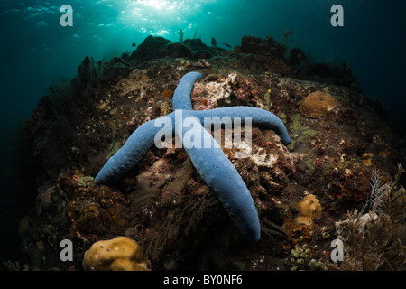 Blue Starfish in Coral Reef, Linckia laevigata, Alam Batu, Bali, Indonesia Foto Stock