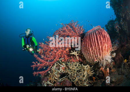 Immersioni a Bali, Alam Batu, Bali, Indonesia Foto Stock