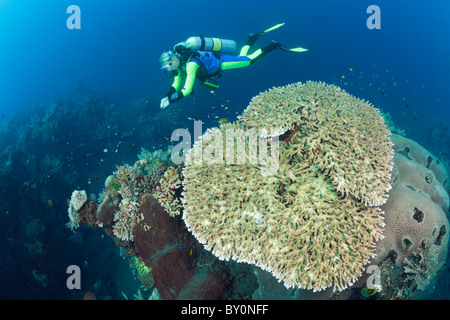 Immersioni a Bali, Alam Batu, Bali, Indonesia Foto Stock