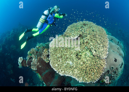 Immersioni a Bali, Alam Batu, Bali, Indonesia Foto Stock