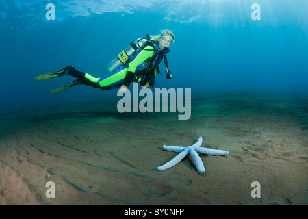 Scuba Diver e mare blu Star, Linckia laevigata, Alam Batu, Bali, Indonesia Foto Stock