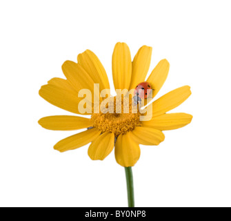 Coccinella su un fiore giallo isolato su bianco Foto Stock