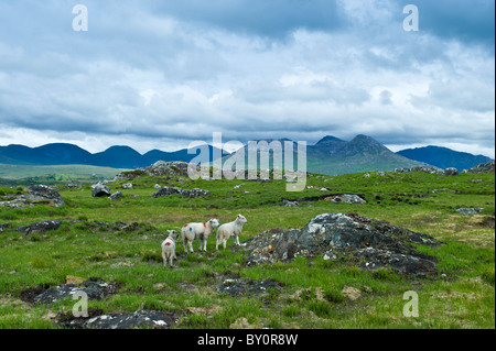 Le pecore di montagna sul vecchio Bog Road, vicino Roundstone, Connemara, nella contea di Galway Foto Stock