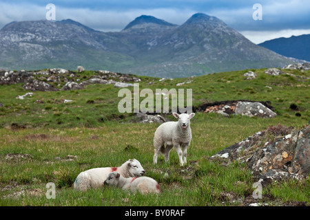 Le pecore di montagna sul vecchio Bog Road, vicino Roundstone, Connemara, nella contea di Galway Foto Stock