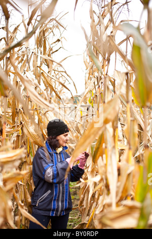 Giovane agricoltore donna raccolta del mais in un campo di mais Foto Stock