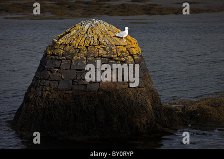 Seagull sulla vantage point in Clifden bay, Connemara, nella contea di Galway, Irlanda Foto Stock