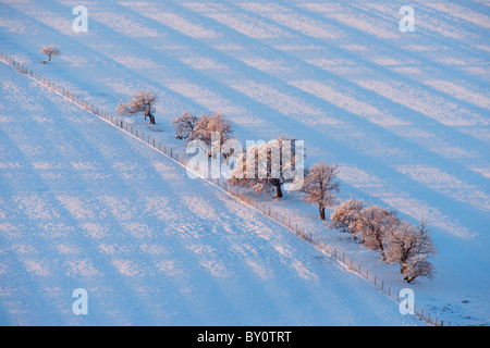 Campi recintati e piccoli alberi nella neve, Scotland, Regno Unito. Mostra runrig pattern. Foto Stock