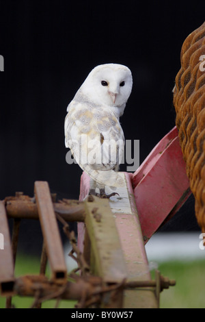 Il barbagianni (Tyto alba), sorgeva su macchinari agricoli, agriturismo, North Yorkshire, Inghilterra Foto Stock