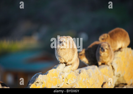 African Clawless lontre nel Tsitsikamma National Park, tempeste River, Capo orientale, Sud Africa Foto Stock