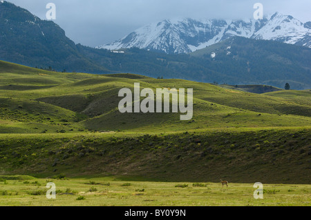 Buck Pronghorn al tramonto . Foto Stock