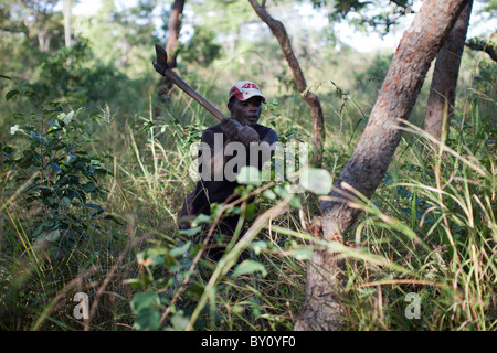 MUECATE riserva forestale, nei pressi di Nampula, Mozambico, Maggio 2010: Licenza carbone Creatori, lavorando dentro la riserva della foresta. Foto Stock