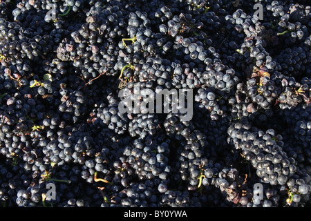 Appena raccolto di uve rosse vassoio pieno, pronti per la lavorazione del vino e il vino Foto Stock