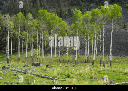 Aspen alberi contro una scogliera rocciosa nel Parco Nazionale di Yellowstone. Foto Stock