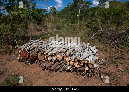 MUECATE riserva forestale, nei pressi di Nampula, Mozambico, Maggio 2010: legname tagliato per legna da ardere e carbone entro la riserva della foresta. Foto Stock