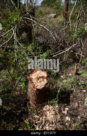 MUECATE riserva forestale, nei pressi di Nampula, Mozambico, Maggio 2010: legname tagliato per legna da ardere dentro la riserva della foresta. Foto Stock