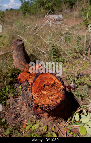 MUECATE riserva forestale, nei pressi di Nampula, Mozambico, Maggio 2010: legname tagliato per legna da ardere dentro la riserva della foresta. Foto Stock