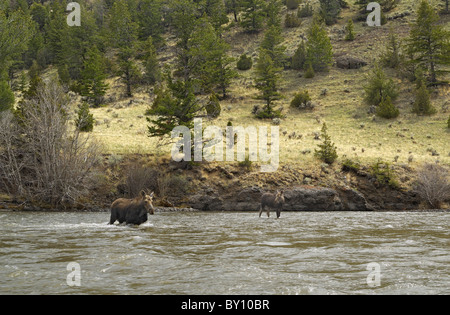 Alci la madre e il Bambino che attraversa il fiume Shoshone. Foto Stock