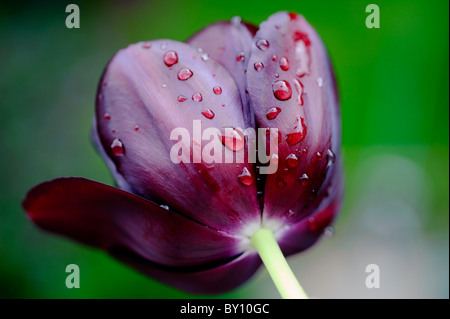 Gocce di pioggia su Black Tulip Foto Stock