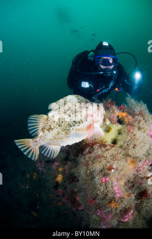 Lumpsucker proteggere le sue uova, Strytan, Eyijafjordur, Akureyri, Islanda Foto Stock