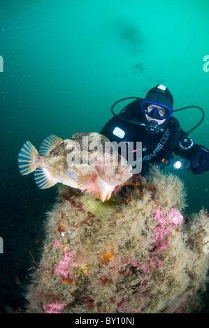 Lumpsucker proteggere le sue uova, Strytan, Eyijafjordur, Akureyri, Islanda Foto Stock