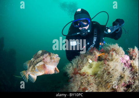 Lumpsucker proteggere le sue uova, Strytan, Eyijafjordur, Akureyri, Islanda Foto Stock