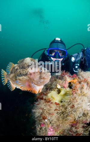 Lumpsucker proteggere le sue uova, Strytan, Eyijafjordur, Akureyri, Islanda Foto Stock