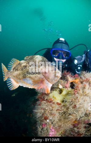 Lumpsucker proteggere le sue uova, Strytan, Eyijafjordur, Akureyri, Islanda Foto Stock