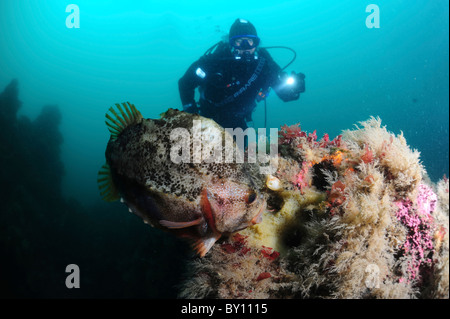 Lumpsucker proteggere le sue uova, Strytan, Eyijafjordur, Akureyri, Islanda Foto Stock