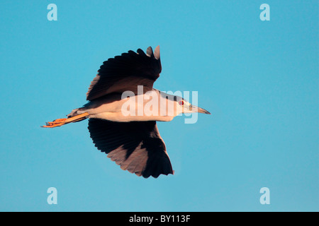 Nero-incoronato Night-Heron in volo. Foto Stock