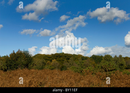 Vista autunnale della brughiera nel nuovo Parco Nazionale Foreste Hampshire Foto Stock