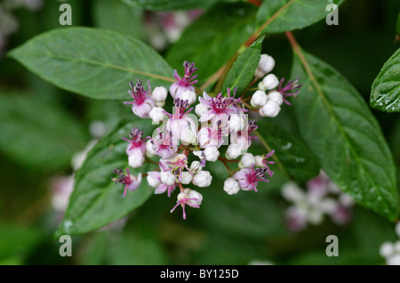 Evergreen Hydrangea, Dichroa versicolor, Hydrangeaceae, Cina e Asia Foto Stock