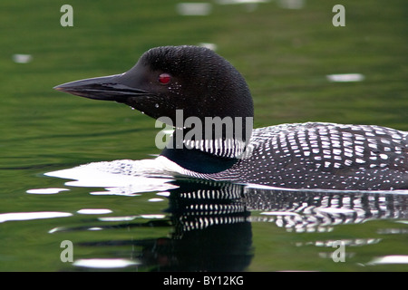 Loon comune di nuoto in Willard stagno, New Hampshire Foto Stock