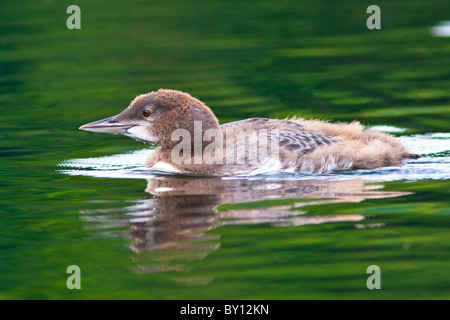 Immaturo loon comune di nuoto in Willard stagno, New Hampshire Foto Stock