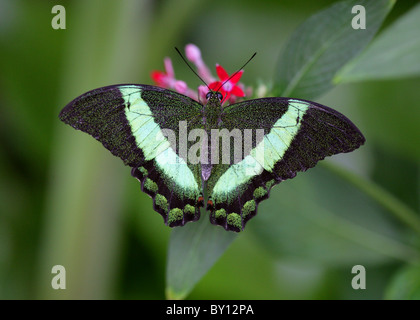 Emerald o a bande di colore verde a coda di rondine, Butterfly Papilio palinurus, Papilionidae Foto Stock