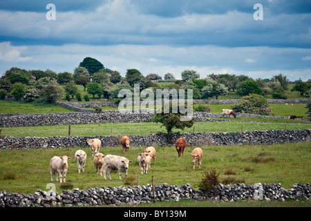 Le mucche in pietra a secco paddock parete vicino a Ballinrobe, County Mayo, Irlanda Foto Stock