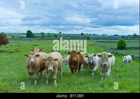 Le mucche in pietra a secco paddock parete vicino a Ballinrobe, County Mayo, Irlanda Foto Stock