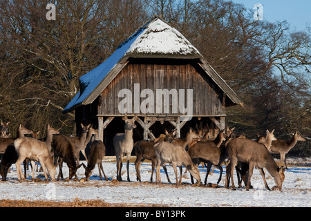 Red Deer cerve (Cervus elaphus) alimentazione sul cibo supplementare nella mangiatoia in inverno nella neve, Danimarca Foto Stock