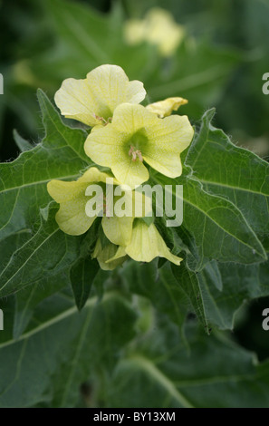 Nightshade puzzolente o Black Henbane, Hyoscyamus niger, solanacee. Britannico di fiori selvatici. Foto Stock