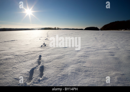 Lepre tracce nella neve Foto Stock