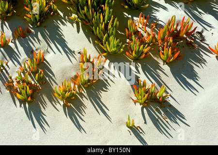 Specie invasive dal Sud Africa Hottentot Fig (Carpobrotus edulis) noto anche come Iceplant sulla spiaggia sulla costa della California Foto Stock