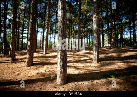 Le pinete costiere a scialuppa di salvataggio Road, Formby punto, parte di scoiattolo rosso rifugio sulla costa di Sefton e situato a nord di Liverpool, UK. Foto Stock