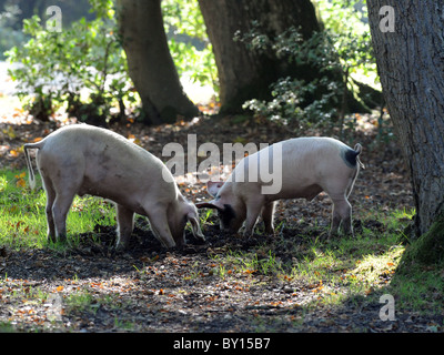 I suini nella nuova foresta alla ricerca di ghiande. Foto Stock