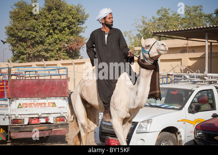 Driver del cammello con il suo cammello in vendita presso il bestiame e mercato di cammelli nei pressi di Luxor, Egitto Foto Stock