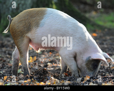 Un maiale nella foresta di nuovo a caccia di ghiande e di scavo con il suo naso. Foto Stock