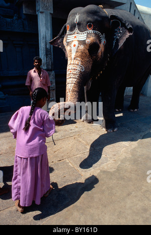 Elephant benedice il visitatore, Kamakshi Amman Tempio, Kanchipuram (Tamil Nadu), India Foto Stock