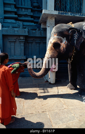 Elephant benedice il visitatore, Kamakshi Amman Tempio, Kanchipuram (Tamil Nadu), India Foto Stock