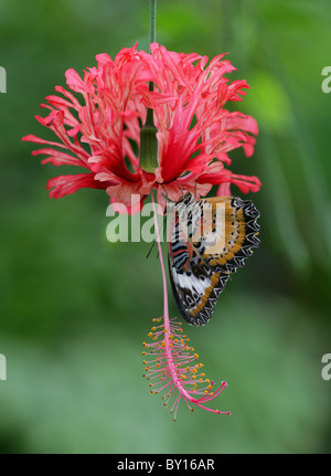Red Lacewing Butterfly, Cethosia biblis, Nymphalidae sulla lanterna giapponese o Coral Ibisco Hibiscus schizopetalus, Malvaceae. Foto Stock
