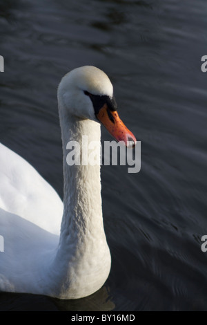 Close up dei cigni viso e collo Foto Stock