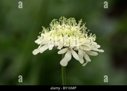 Mourning-Bride, Pincushion Flower, Scabious, Scabiosa songarica, Dipsacaceae. Uzbekistan, Afghanistan, Asia Foto Stock